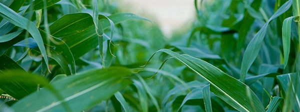 Closeup View of Corn Field