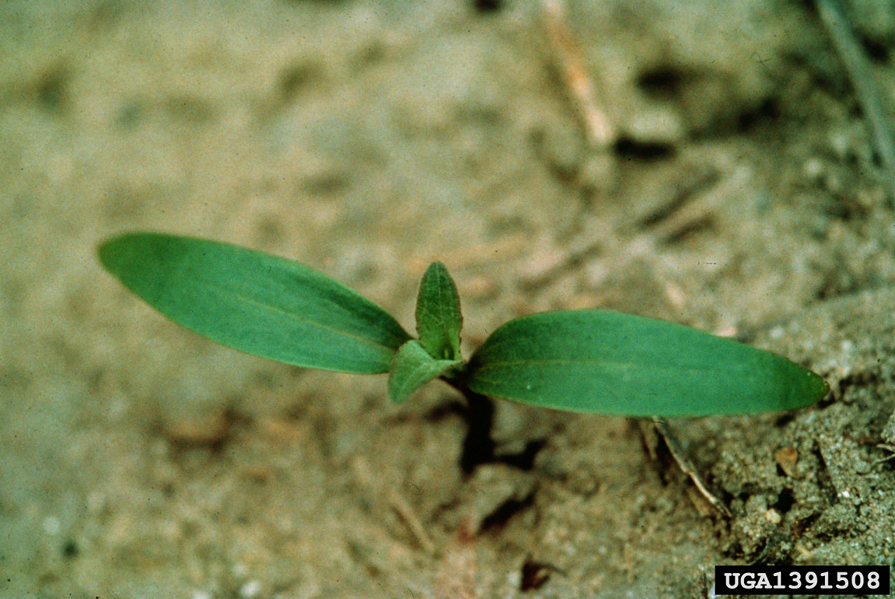 Cocklebur seedling in a corn field