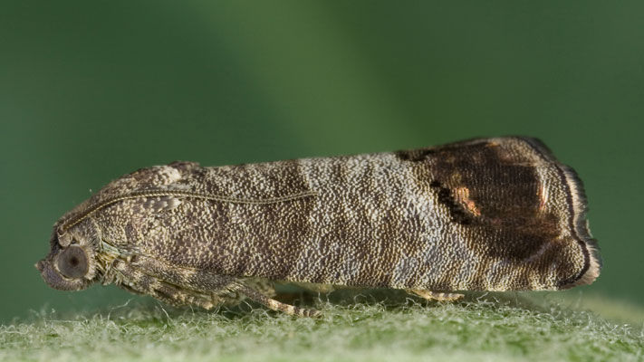 Codling moth is the most damaging pest of apple, pear, quince and nashi crops in Australia, being endemic to all Australian States and Territories except Western Australia and the Northern Territory.