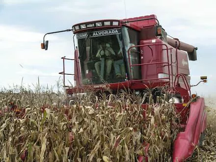 Operador conduz a colheitadeira no milharal para realizar a colheita do grão: máquinas modernas podem ser operadoras com facilidade e oferecem conforto para quem está na cabine