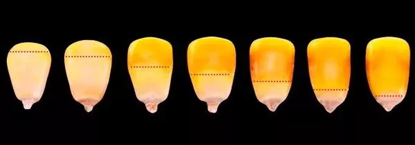 A linha de leite pode ser observada na figura acima, sendo destacada pela parte central da espiga. Quanto menor essa área, maior o volume de matéria seca.