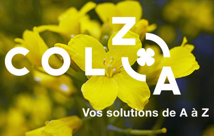 colza