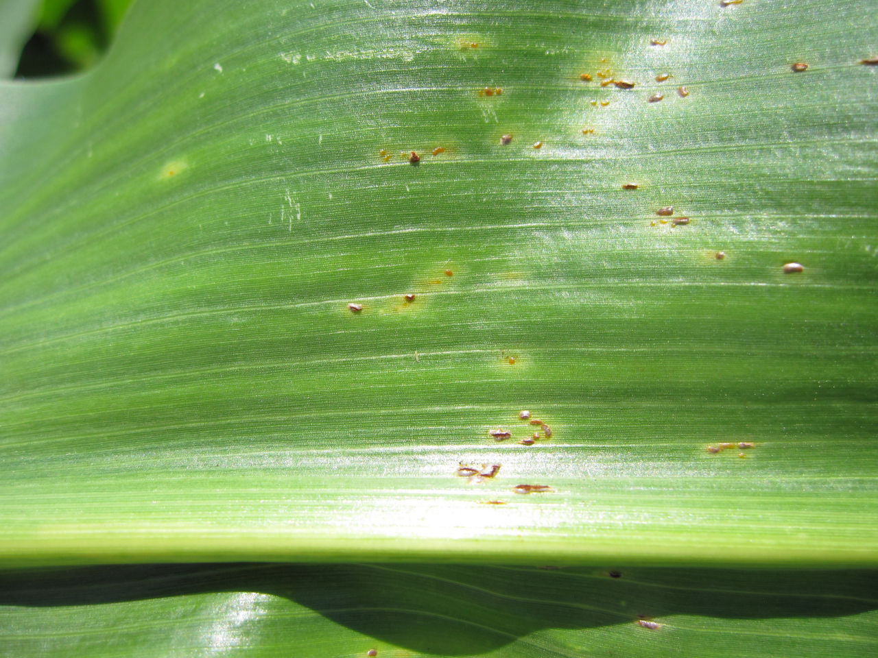 Magnified corn leaf with scattered common corn rust pustules that are dark brick red. Common rust can appear on the upper and lower leaf.