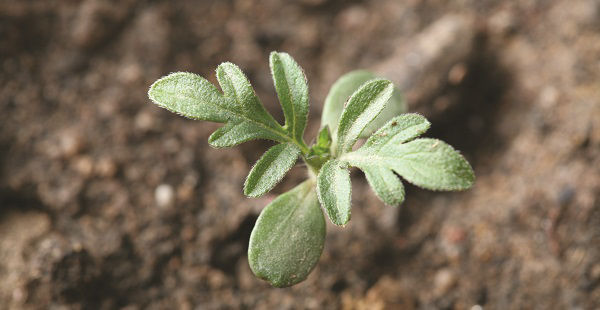 common ragweed seedling