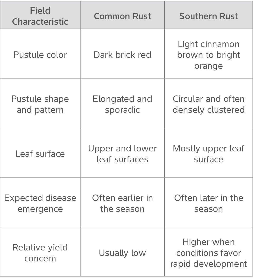 Table was created to help grower differentiate Common Rust and Southern Rust by pustule color & shape, corn leaf surface, disease emergence. and corn yield concern