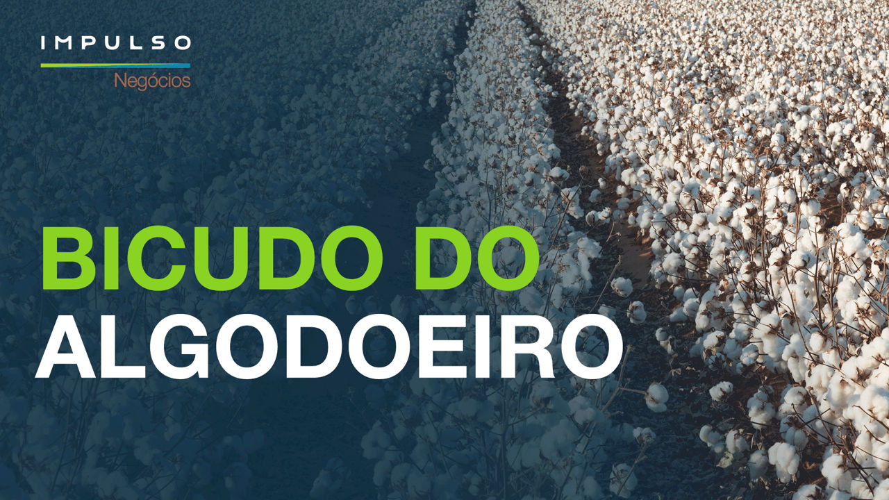 Como controlar o bicudo do algodoeiro