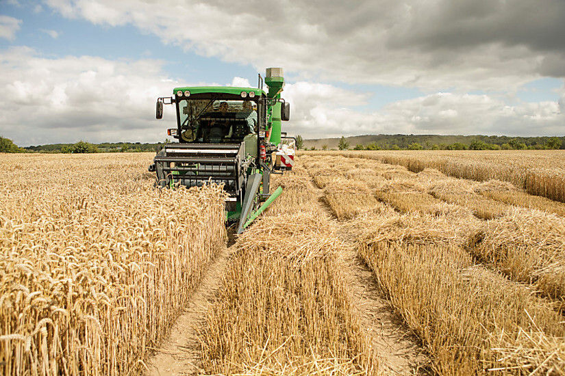 Conheça 4 benefícios do cultivo do trigo no inverno