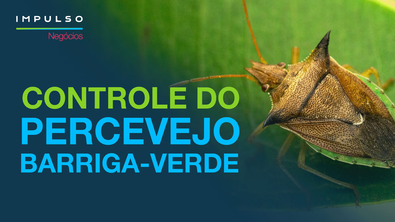 Controle do percevejo barriga-verde