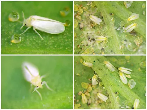 Mosca-branca (Bemisia sp.).