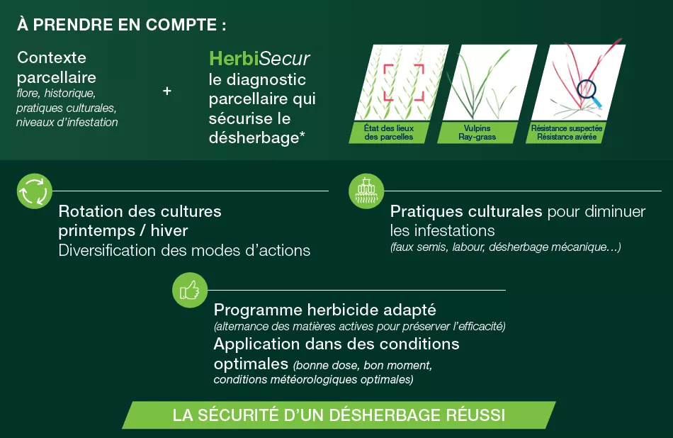 conviso-smart-dans-la-rotation-securiser-votre-desherbage-betterave-dune-campagne-a-lautre_Rich_Text_Editor_2.png