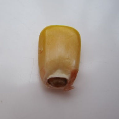 Corn kernel with a black layer at the base of the kernel where it attaches to the cob