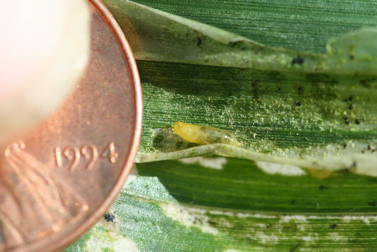 Magnified image of a corn plant leaf with corn blotch leafminer larva. A penny is also shown to provide scale.
