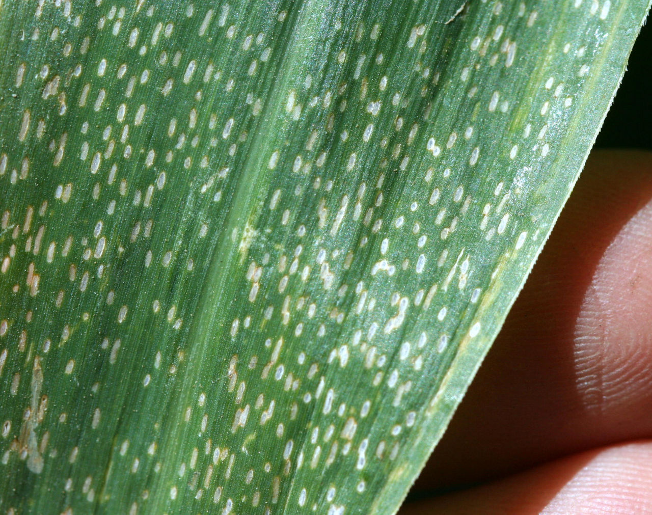 Corn plant leaf with hundreds of small white bleach-like dots from corn blotch leafminer.