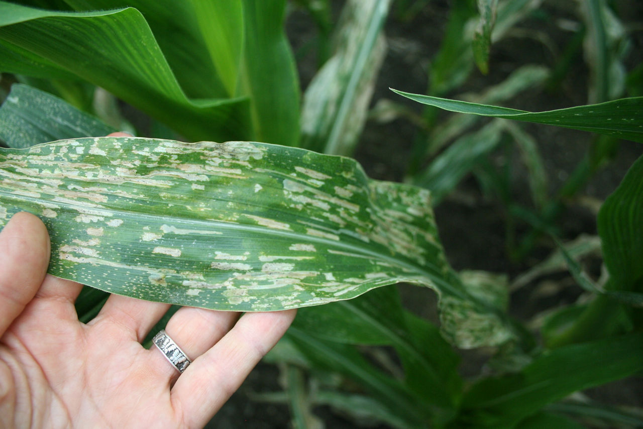 Corn plant leaf with hundreds of small white bleach-like dots from corn blotch leafminer.