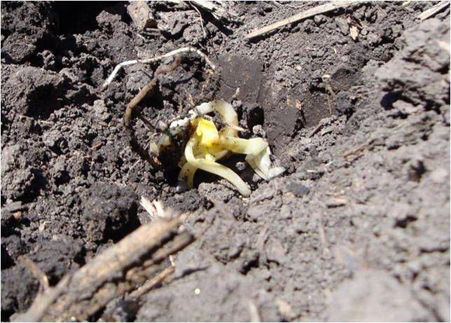 Chilling Injury - Corn Seedling in Soil. Deformed seedling from poor germination conditions.