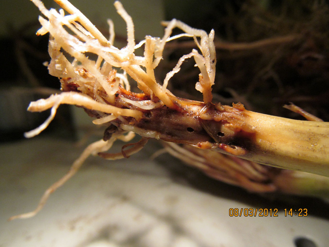 Corn crop with corn rootworm damage