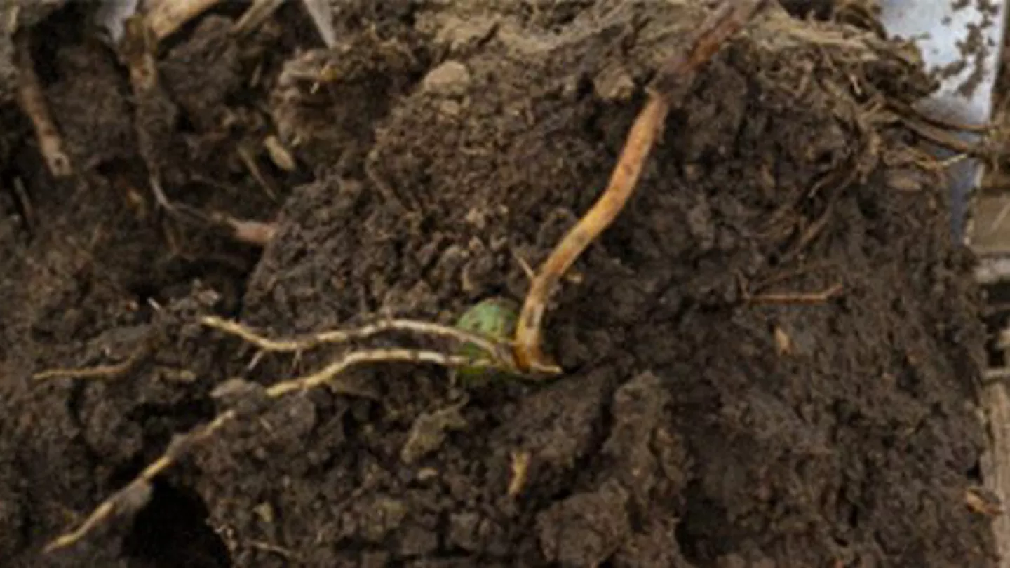 Promo Tools of Corn Seedling Diseases