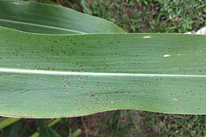  Tar spot symptoms include small raised, circular, black spots