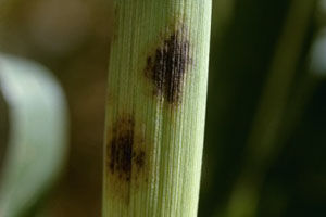  the stalk rot phase of corn anthracnose with black streaks and blotches