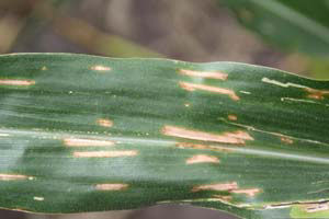mature lesions from gray leaf spot are rectangular