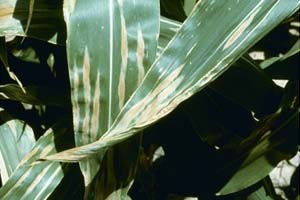  northern corn leaf blight is easily identified by the 1- to 6-inch cigar-shaped lesions on lower leaves