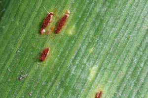  "common corn rust appears as small, oval, dark-reddish-brown pustules scattered over both surfaces of corn leaves