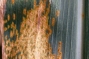  southern corn rust orange to brown spores close up