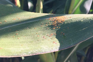 southern corn rust sporulates on the top of the leaf
