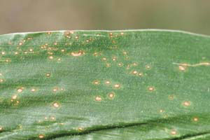  early symptoms of eyespot include small, light green, circular lesions with yellow halos
