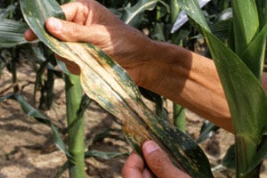  farmer holding corn leaf with symptoms of southern corn leaf blight