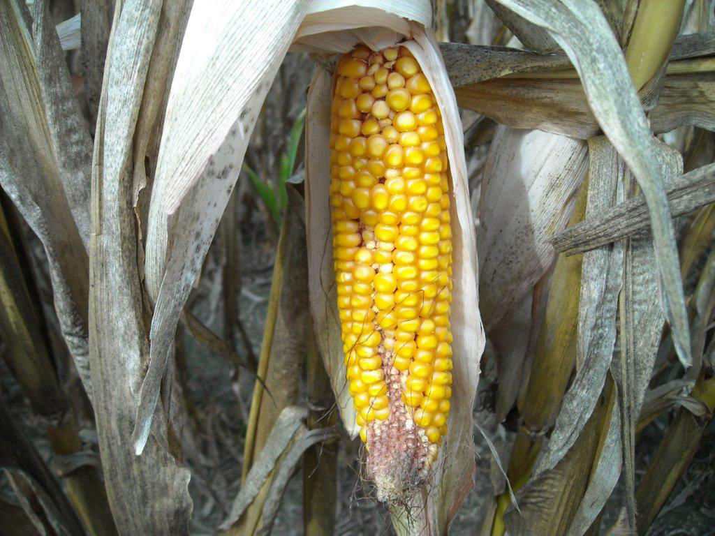 Zipper corn ear from drought stress in corn