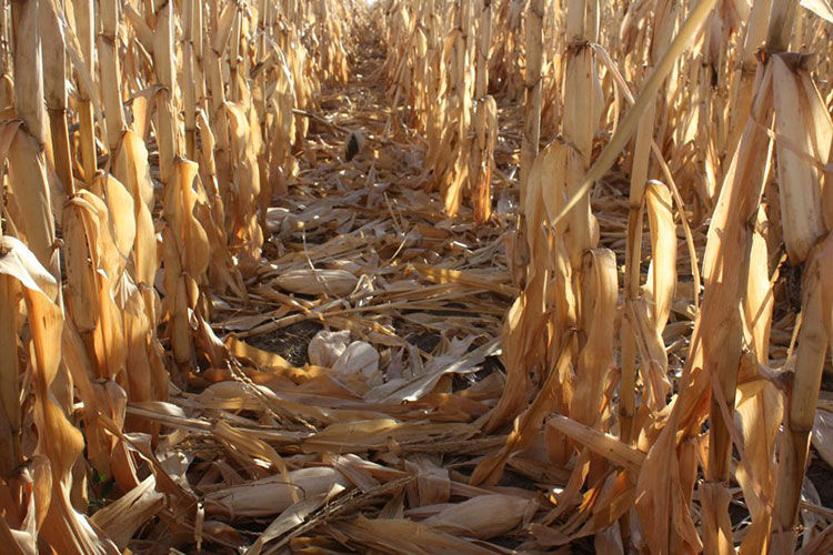 Severe corn ear drop in corn field.