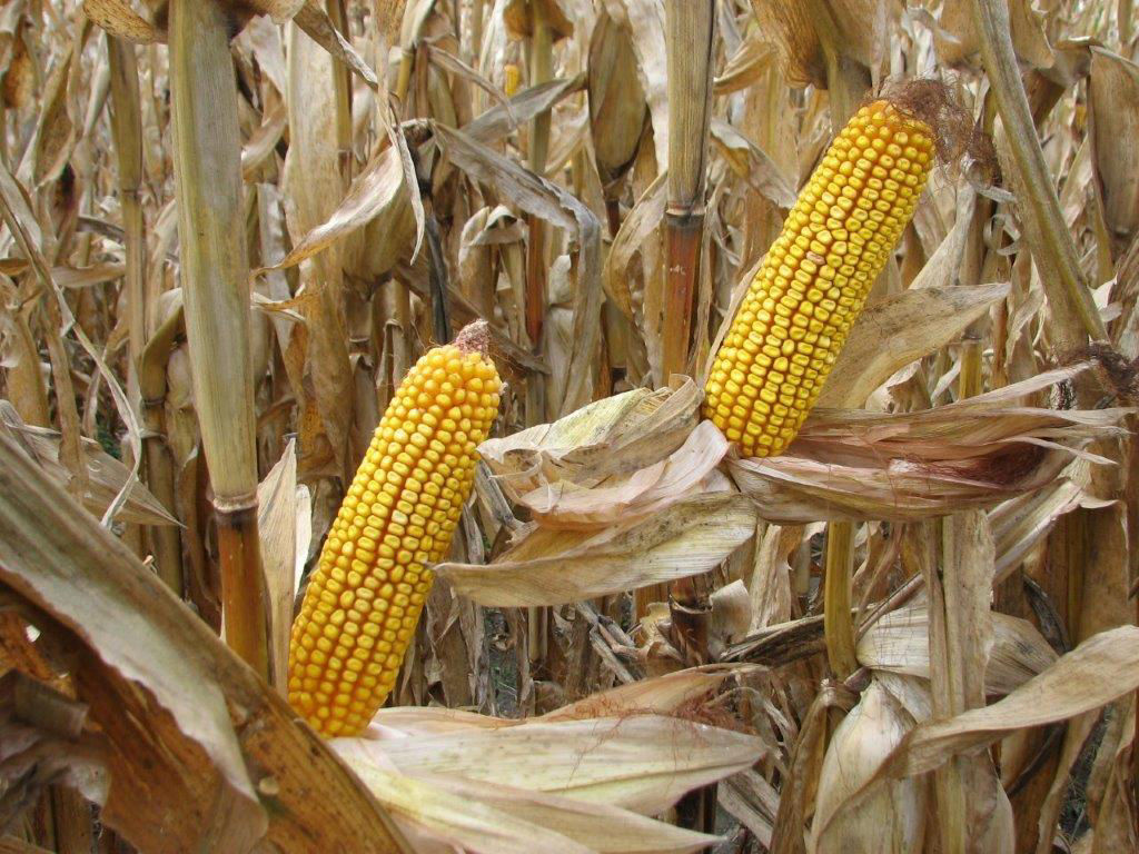Ear of corn with unfilled tips post pollination and with rainfall