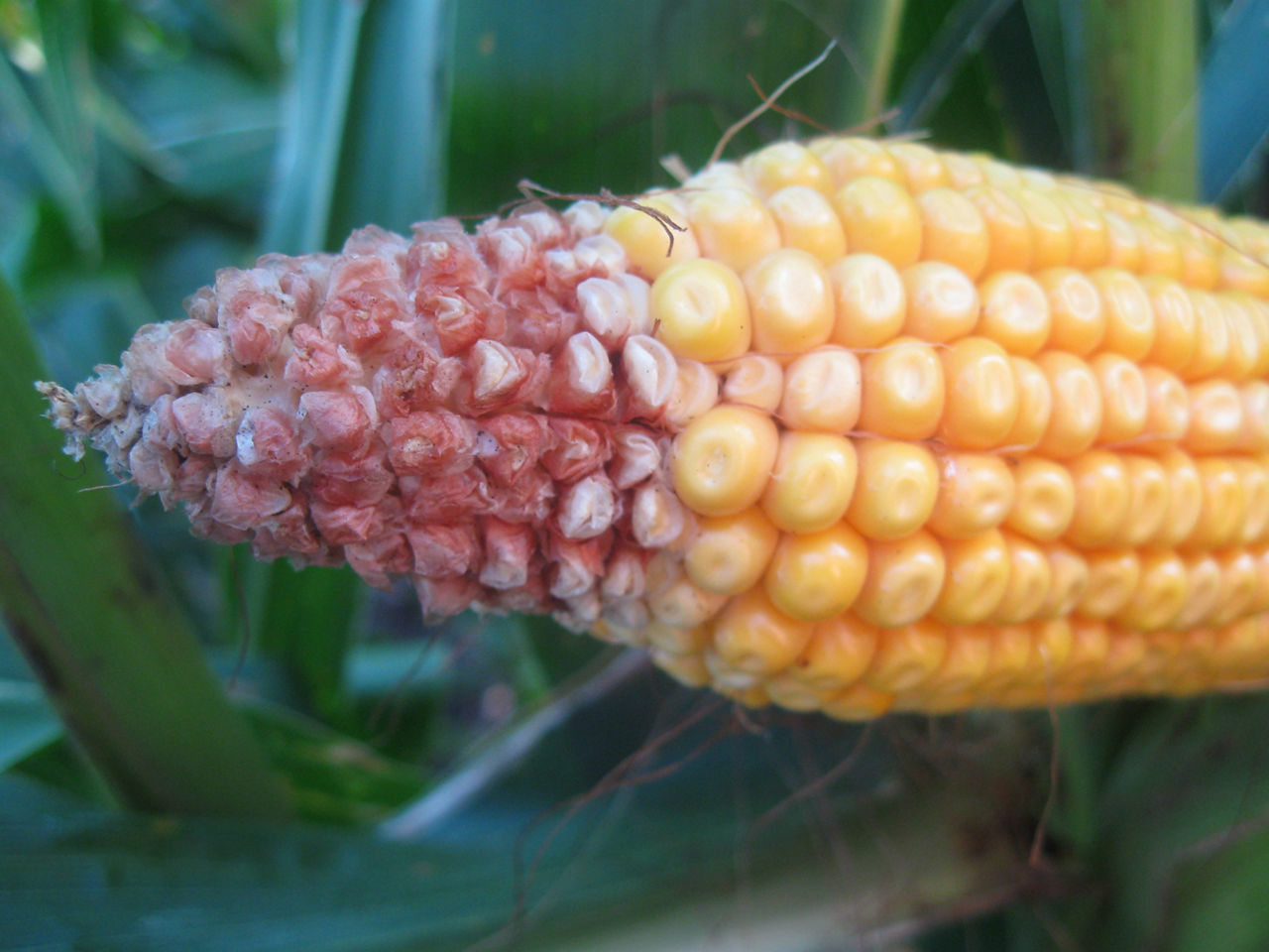 Unfilled corn ear tip