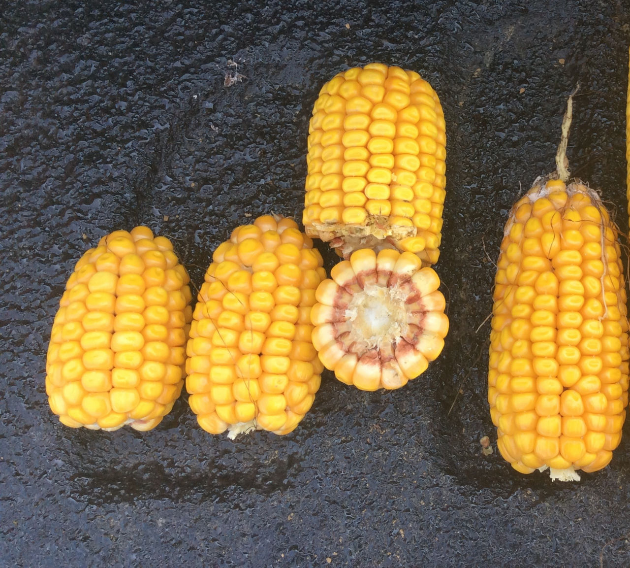 Blunt ear syndrome AKA Beer Can Ears on five ears of corn