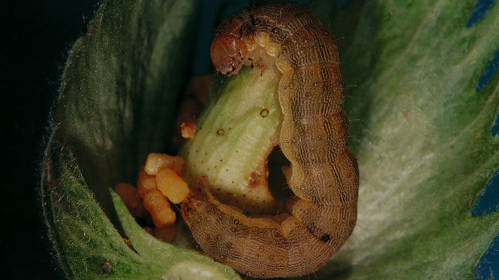 The larvae of corn earworm (CE), also known as cotton bollworm or tomato grub, is a major pest of cotton and can also be problematic in pulses and canola.