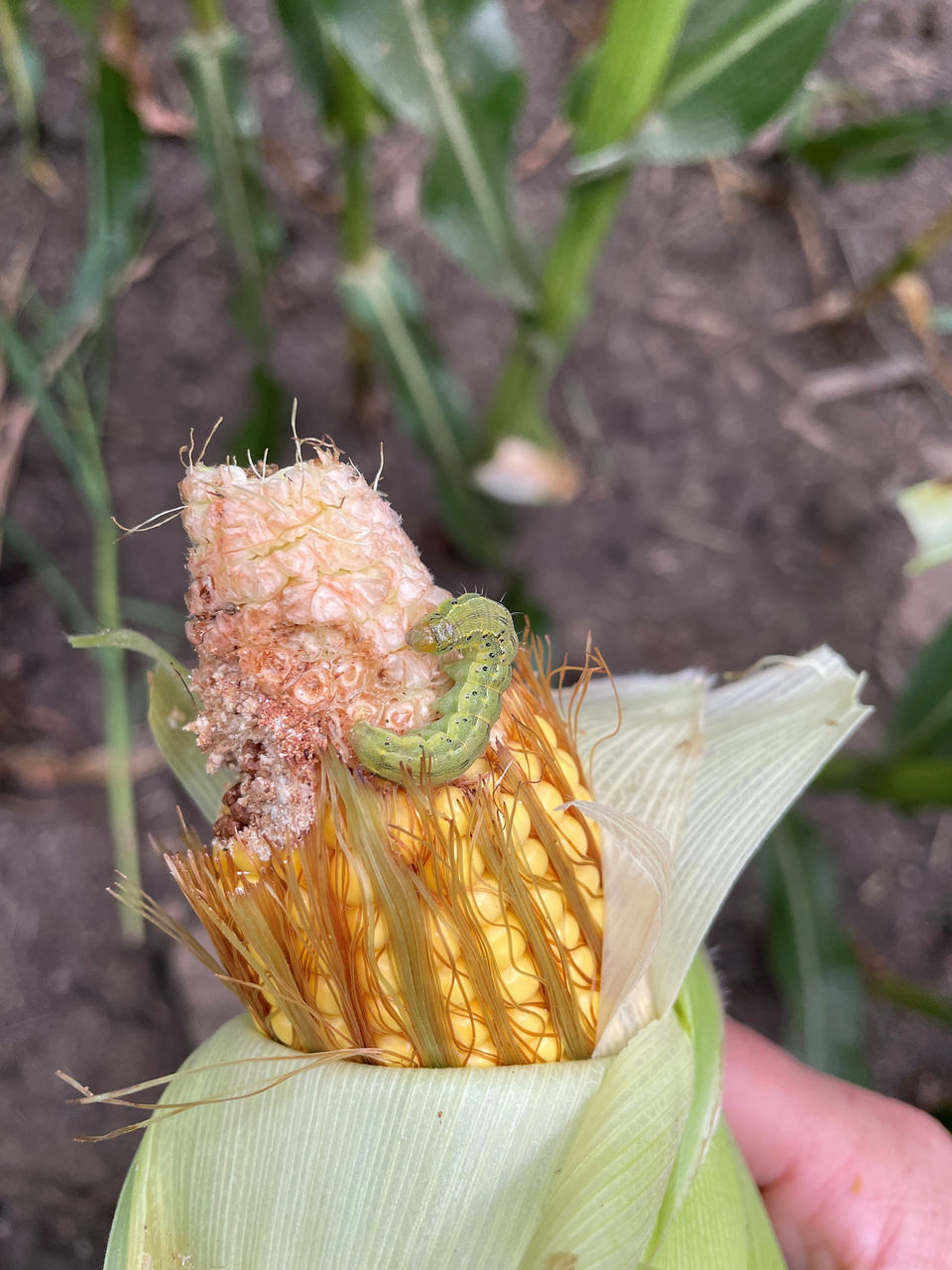 Corn earworm feeding on kernels