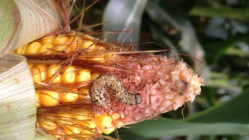 Corn Earworm pest damage on corn crop