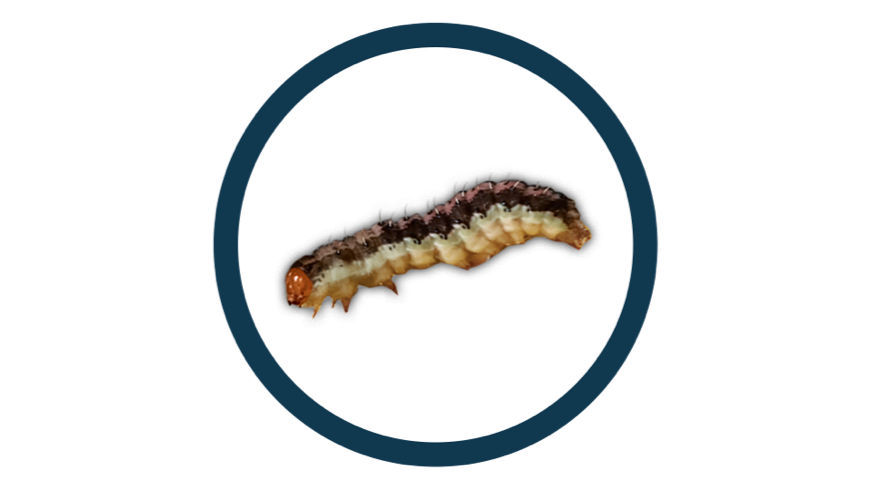Corn Earworm pest in a black circle icon