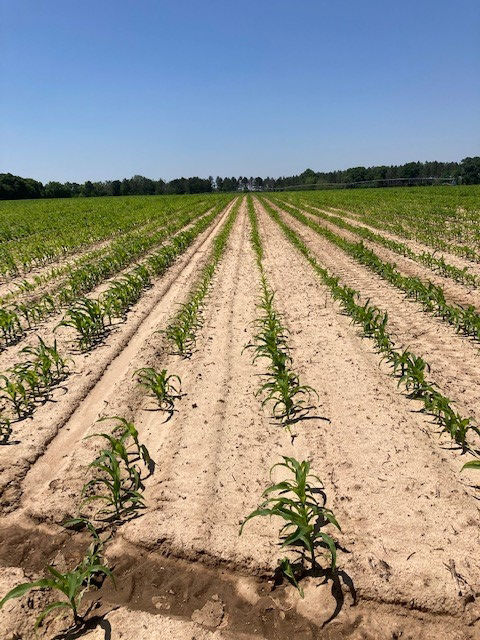 field of corn with poor health caused by nematodes