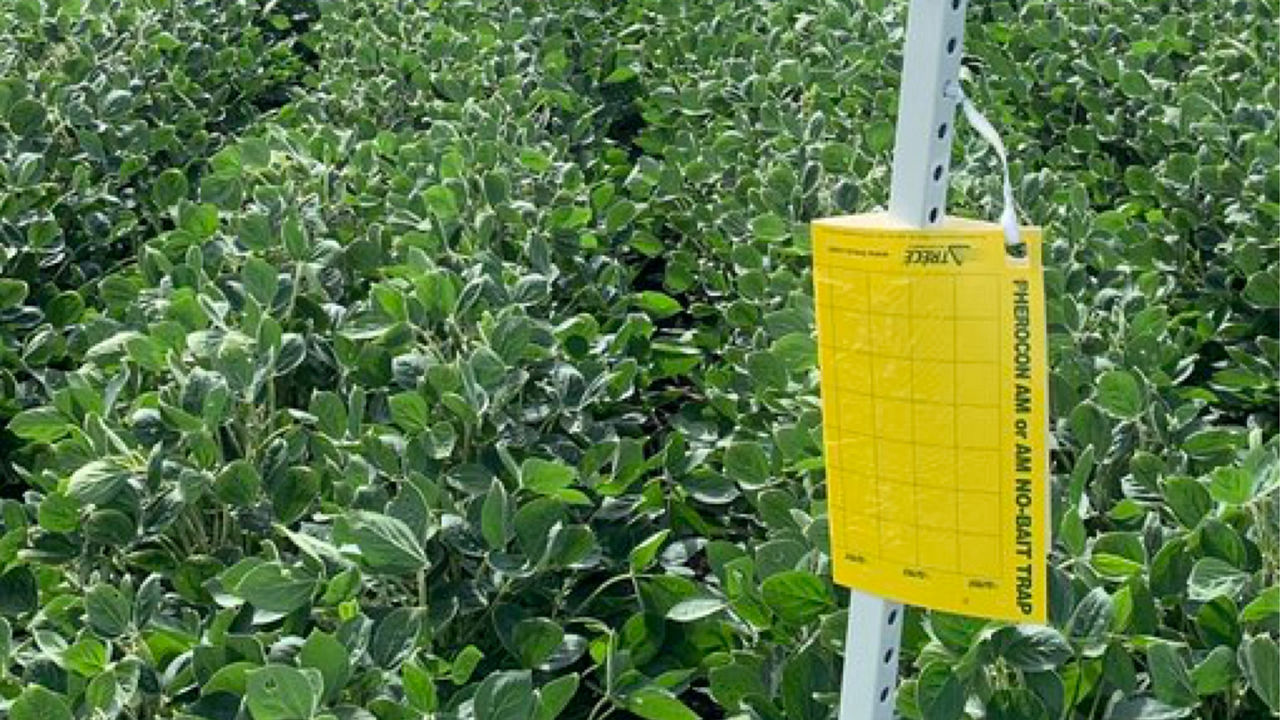 How to estimate corn rootworm pressure using yellow sticky traps.