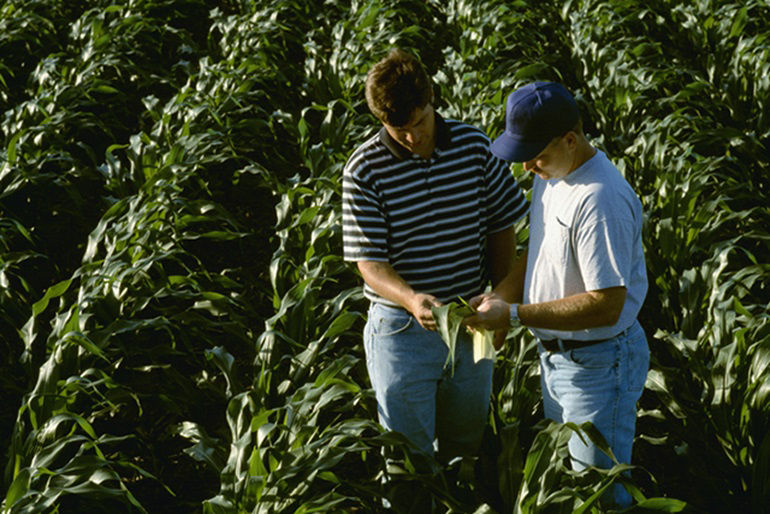 A corn leaf shows damage from corn earworm in an Iowa field. Consistent scouting is the best way to identify pests and their threats to yield. Photo courtesy of AgStock Images.