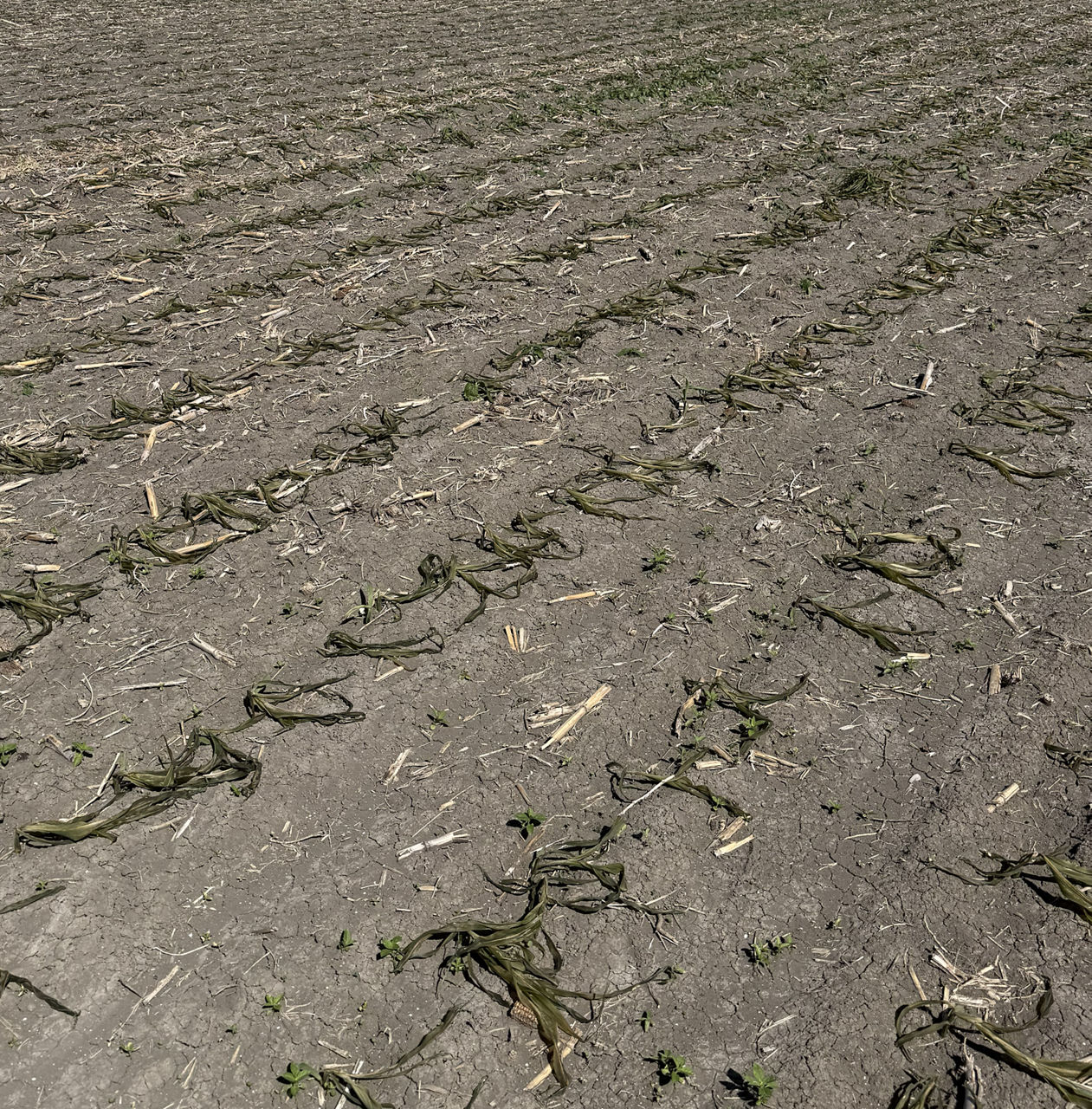 Field of V5 corn with peak corn frost damage symptoms
