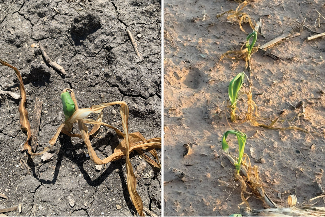 Images show corn leaf unfurling 7 to 10 days post corn frost damage.