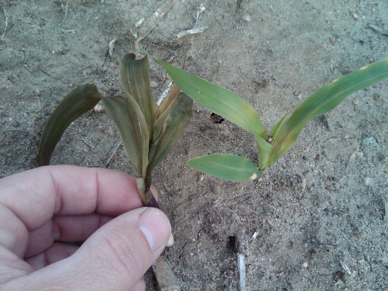 Plant with corn frost damage on the left with a healthy corn plant on the right