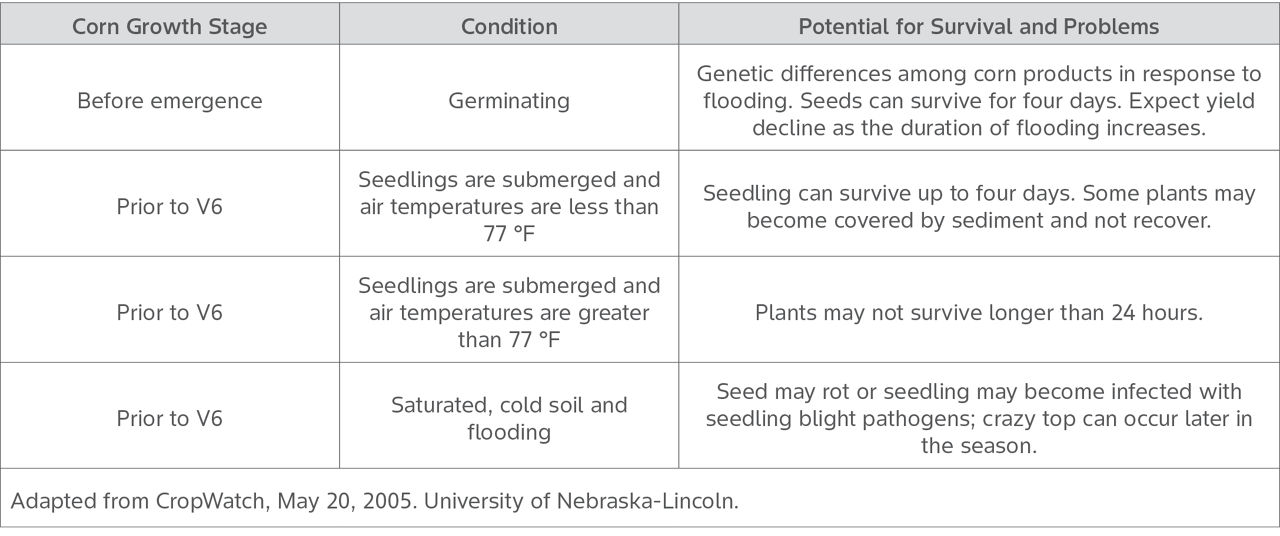 	Table shows corn plant survival by corn growth stage from pre-emergence until V6 and what weather conditions can also impact corn seedling and plant survival as well