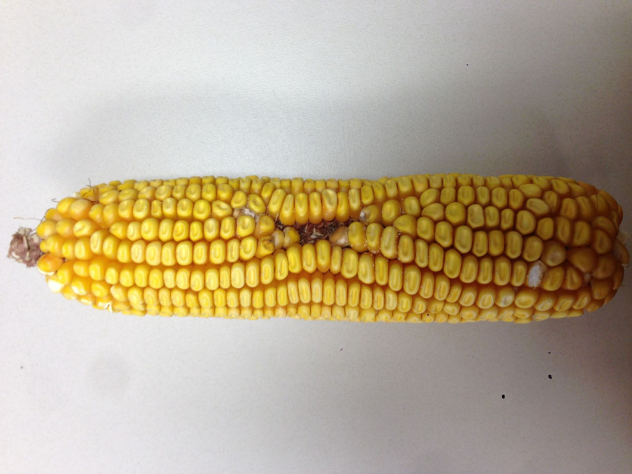 Hail damage on corn