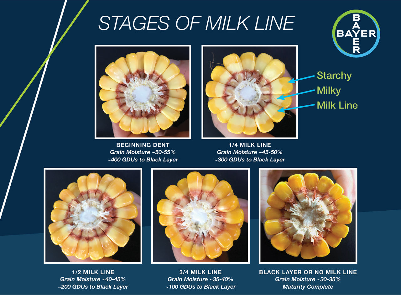 Cross section of a corn ear