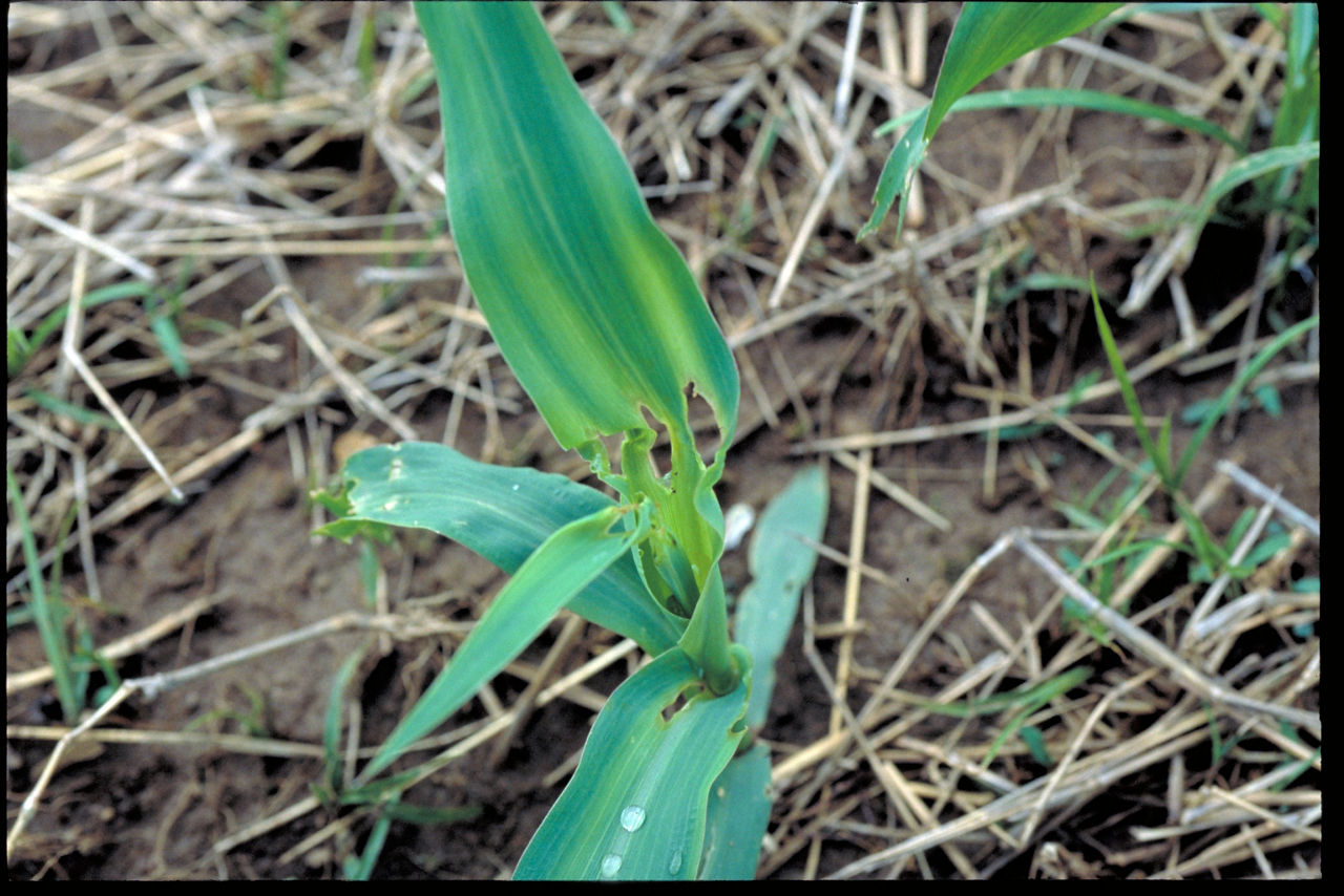 Corn leaves with holes from sting bug feeding