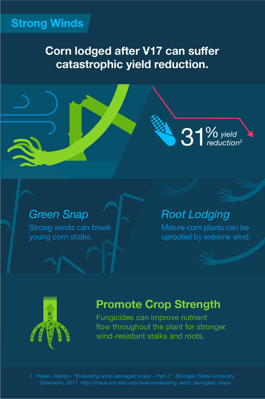 corn-lodged-after-v17-can-suffer-catastrphic-yield-reducation